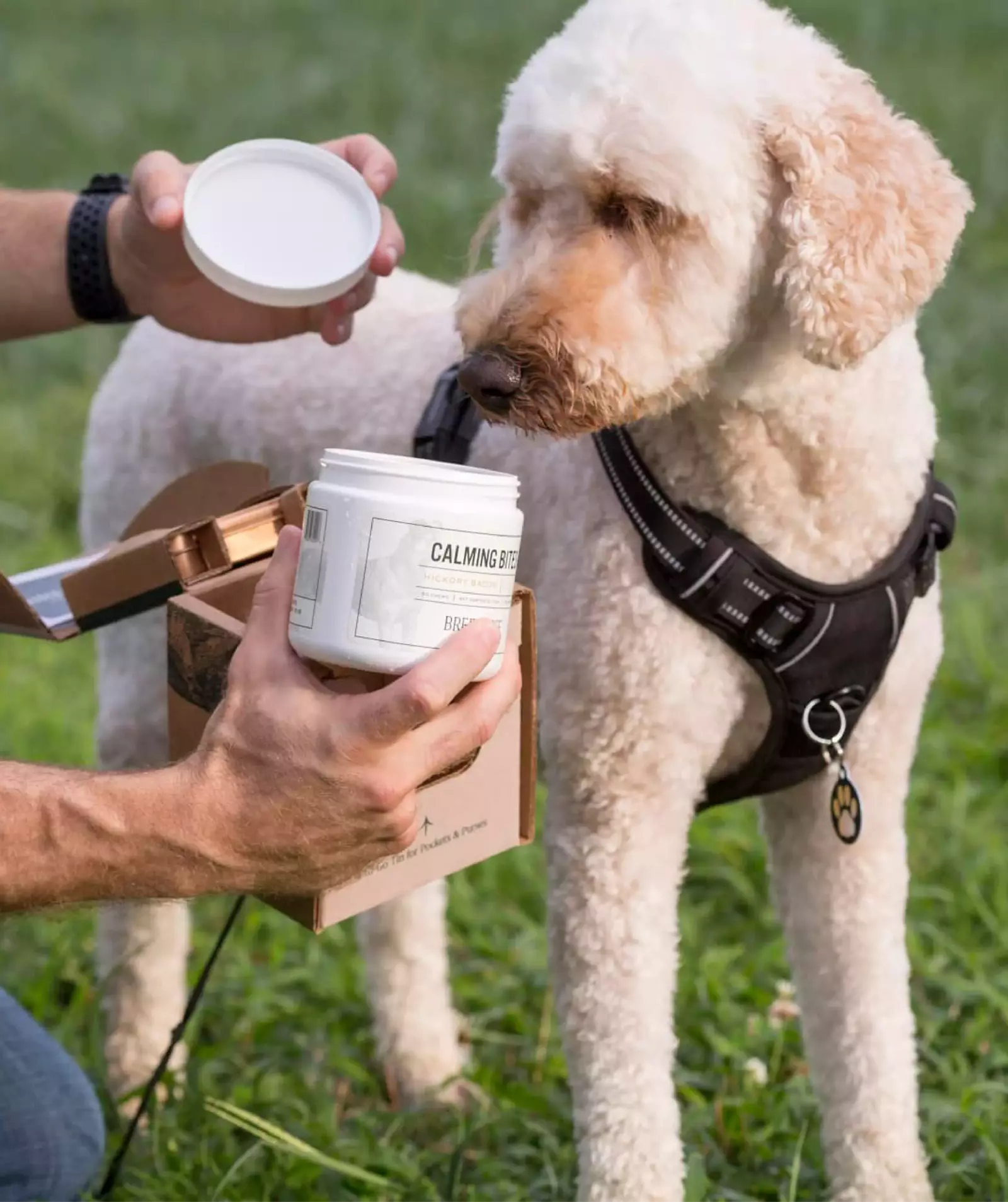 dog with compounded medication