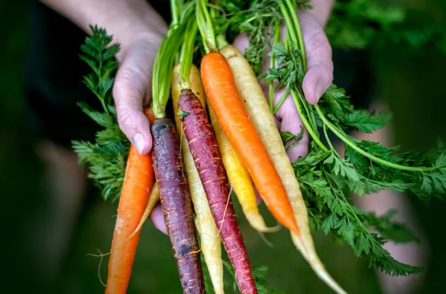 The Link Between Carrots and Reduced Breast Cancer